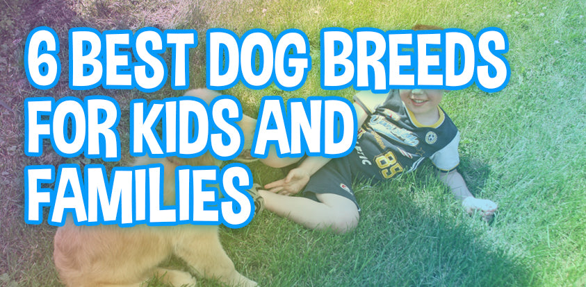 What is the best breed of dog for a kid