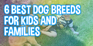 6 Best Dog Breeds For Kids and Families